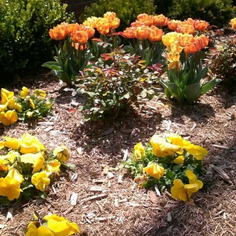 Affordable Landscaping Service in Staten Island, NY - EJ Landscaping INC (56)
